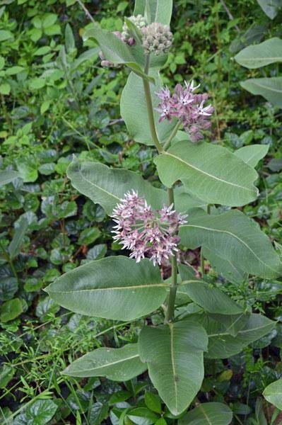 Asclepias speciosa | Showy Milkweed | 1000 Seeds
