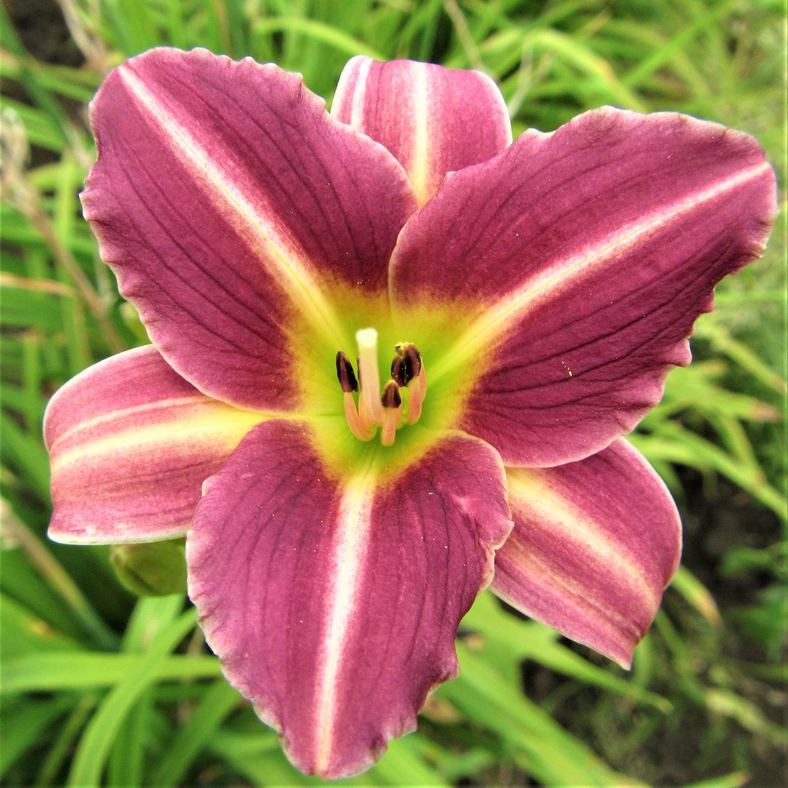 Daylily Mary Reed 3 Root Divisions – Summer Pink-Purple Blooms in Sun