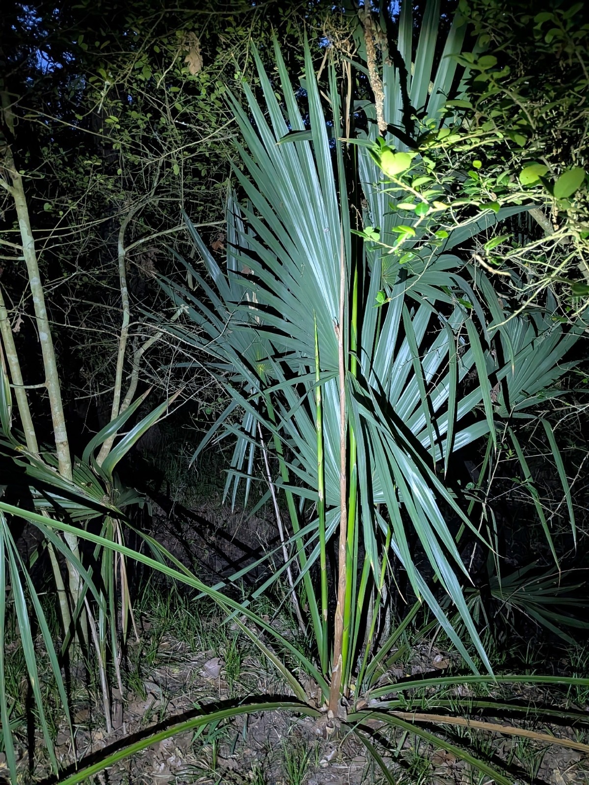 Dwarf Palmetto Palm Tree Seeds (Sabal minor) Cold Hardy Tropical Fan Palm