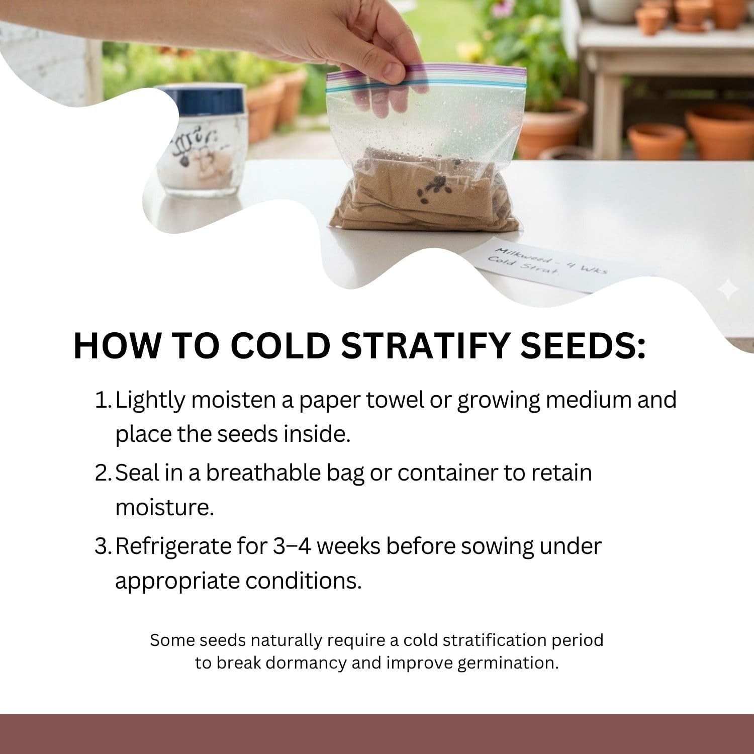 Native Milkweed Variety Pack – 5 Essential Species for Monarch Butterfly Gardens