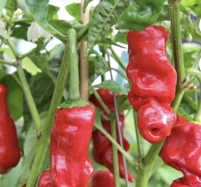30+ SEED Rare Red Peter Pepper I Capsicum Annuum var. annuum I Heirloom Pepper