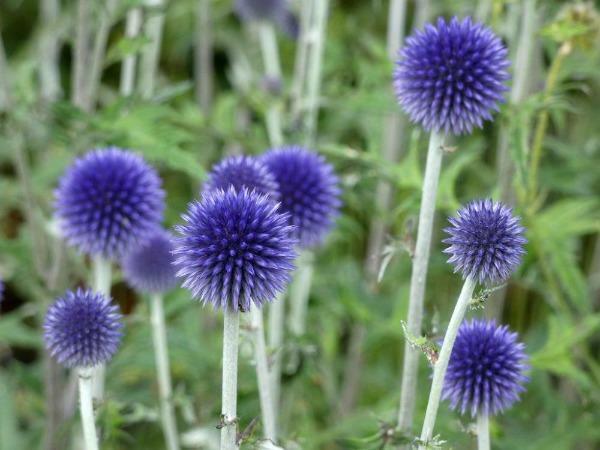 Echinops ritro | Globe Thistle | Southern Globethistle | 10 Seeds