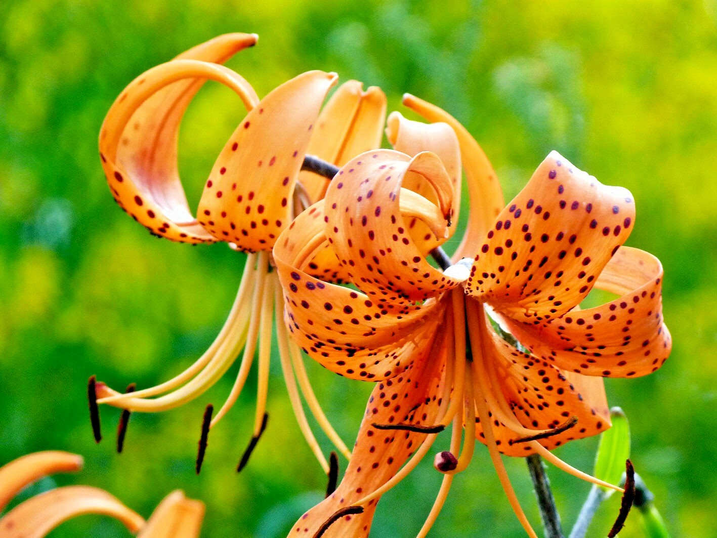 15 TIGER LILY SEEDS / BULBETS – Lilium lancifolium
