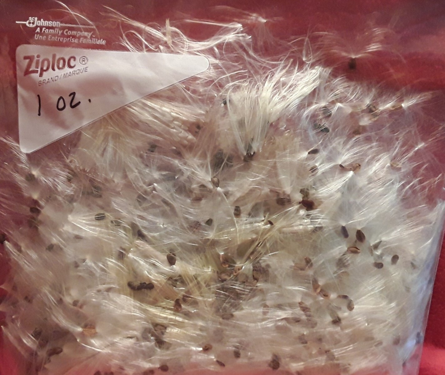 Common Milkweed Seed And Fluff 1 Oz. Bag Approx. 600 Seeds By Weight.
