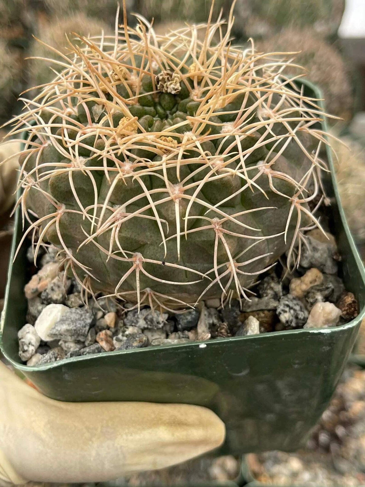 Gymnocalycium Golden Spine | Rare Seed Grown Live Cactus Plant