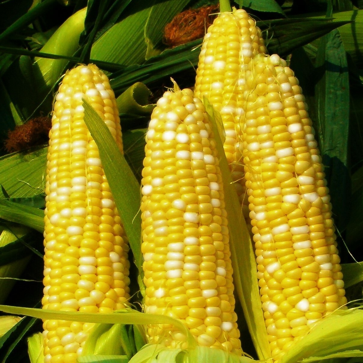 Bilicious Sweet Corn Seeds | Bicolor Yellow White SE Hybrid Seed 2024