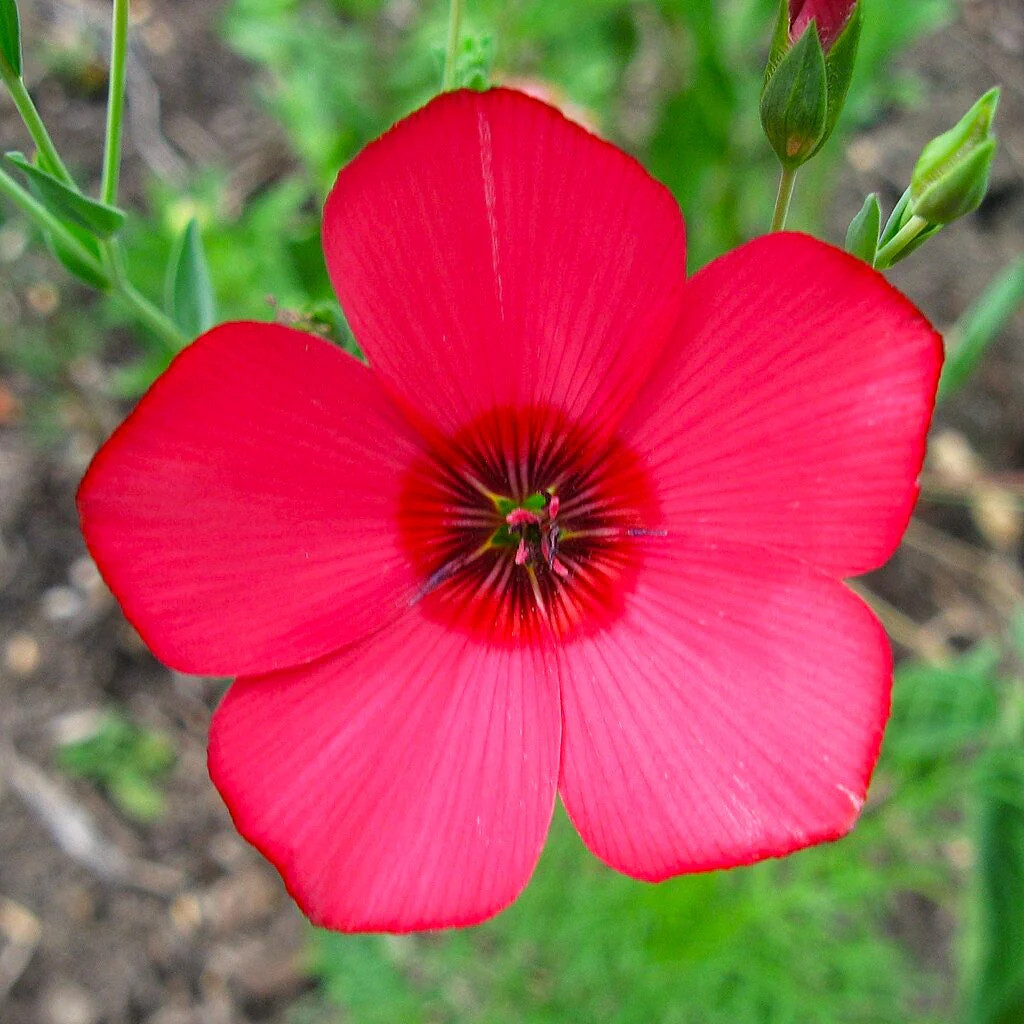 Scarlet Flax Seeds – For 2025 Planting Linum Grandiflorum Red Crimson Ruby Herb