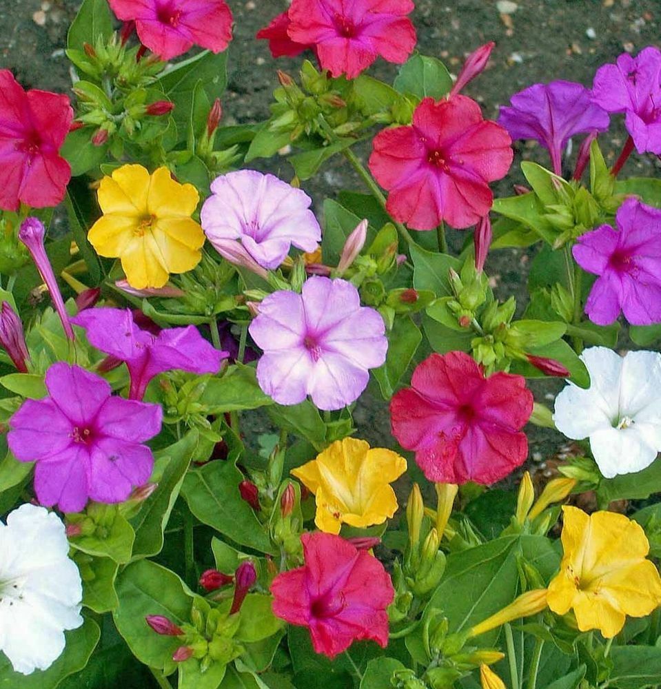 Four O’ Clock Seeds 50 Ct Marvel Of Peru Formula Mix Flower USA MIXED COLORS