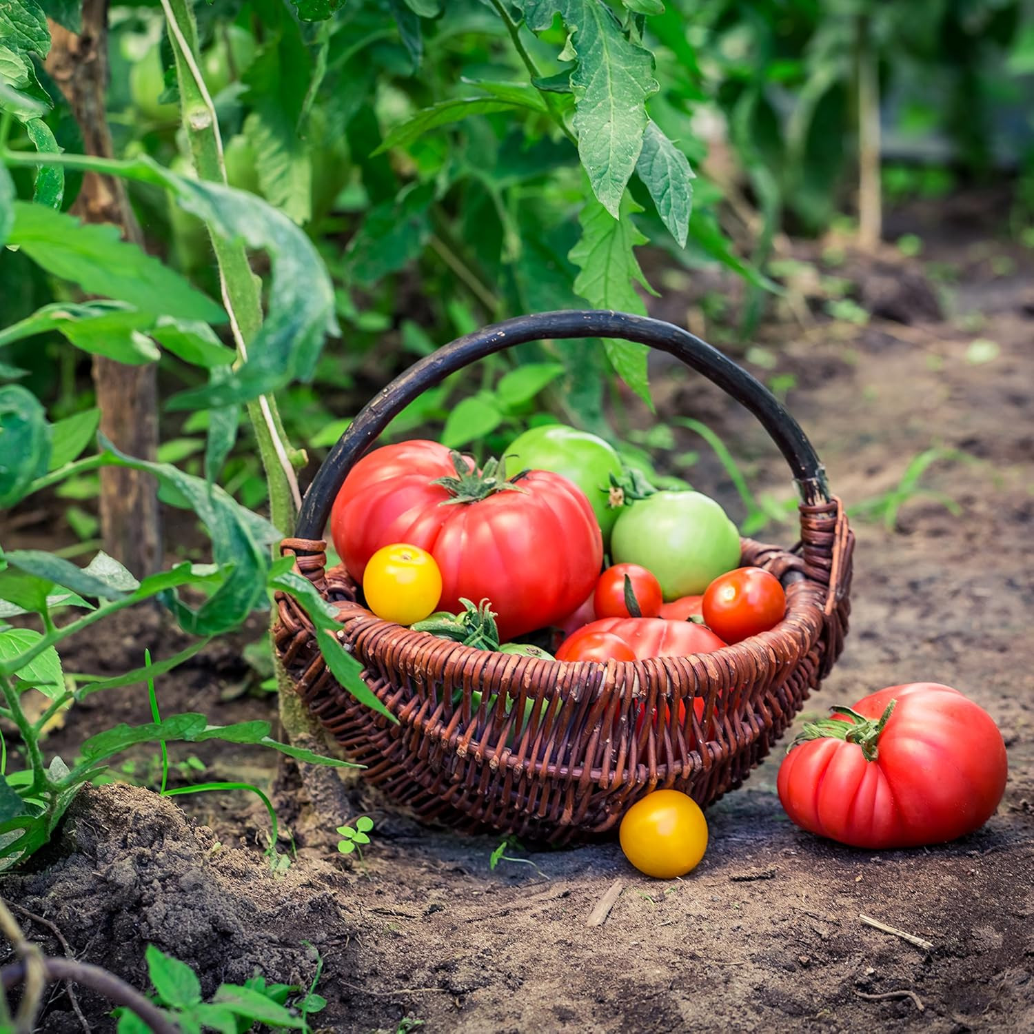 5-14000 Vegetable Garden Seeds 13 Variety 1 Lb No. 10 Can
