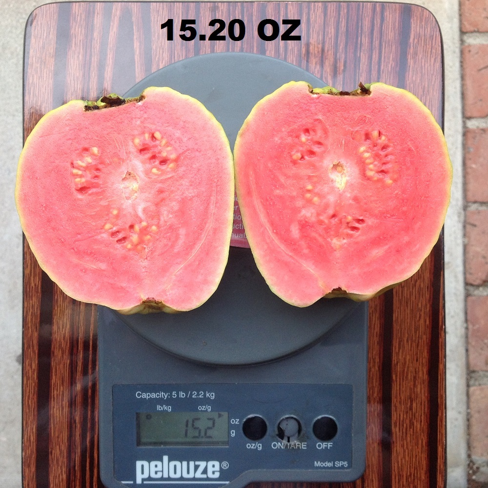 200 Large sweet fragrance red Guava fruit Seeds, 200 Seeds