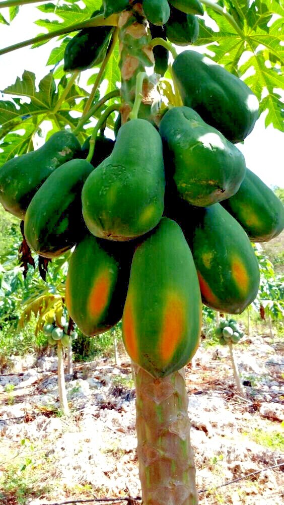 20 “DWARF SOLO WAIMANALO TREE SEEDS” (Carica Papaya) Fast Fruit Houseplant