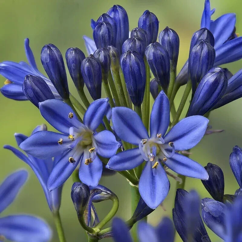 50 Seeds Lily of the Nile Blue Agapanthus African Lily
