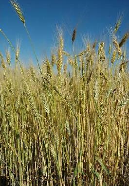 Wheat Ornamental Wheat Grass 2,000 seeds