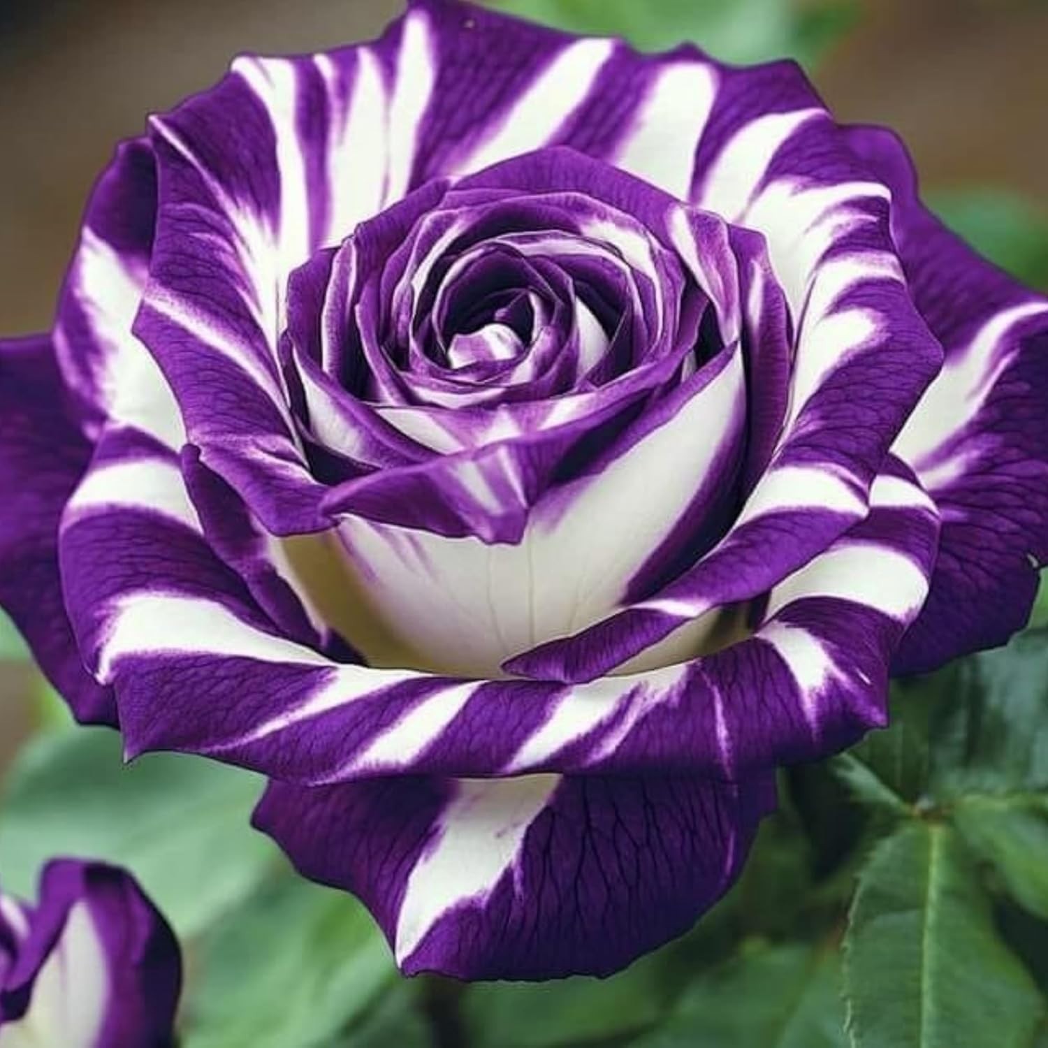 Heirloom Mixed Rare Rose Seeds: 300+ Attractive Non-GMO Flowers for Pollinators