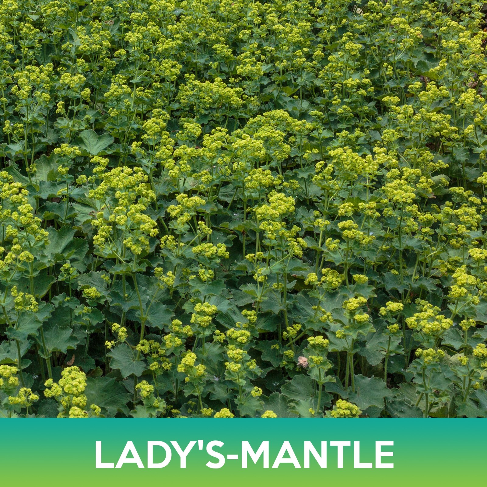 Lady’s-Mantle Seeds, Alchemilla Mollis