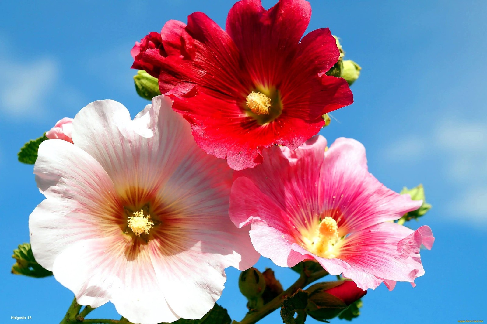 Hollyhock Seed Mix 30+ Colorful Perennial Flower Seeds for Planting