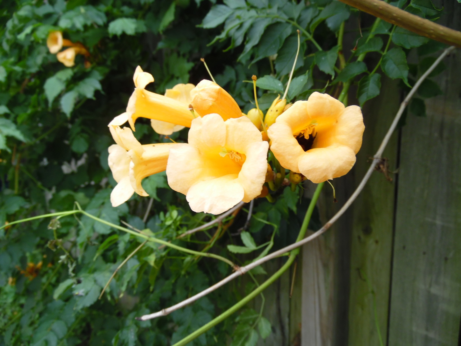 Hummingbird Trumpet Vine Mix – 25 Seeds Perennial – Hummingbirds Love It!