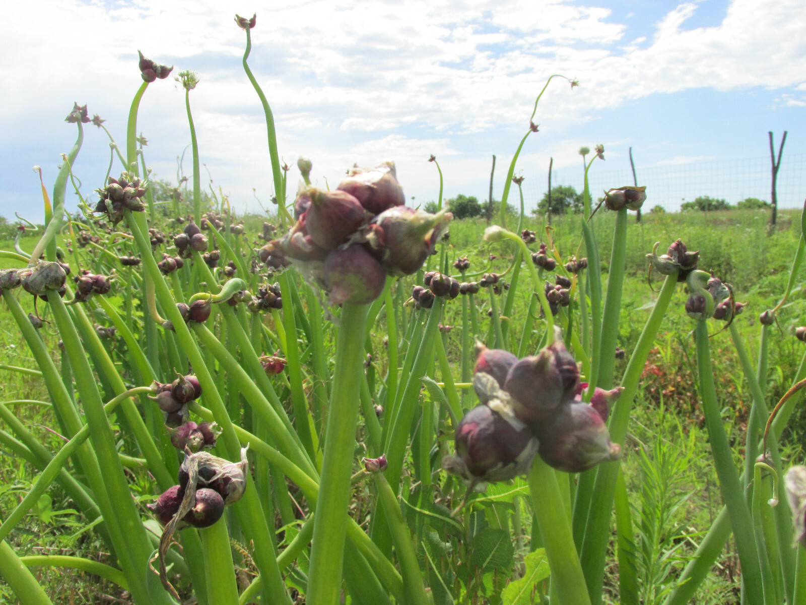 Egyptian Walking Onions, Mature Bulbs and Top Bulblets ~ Naturally Grown