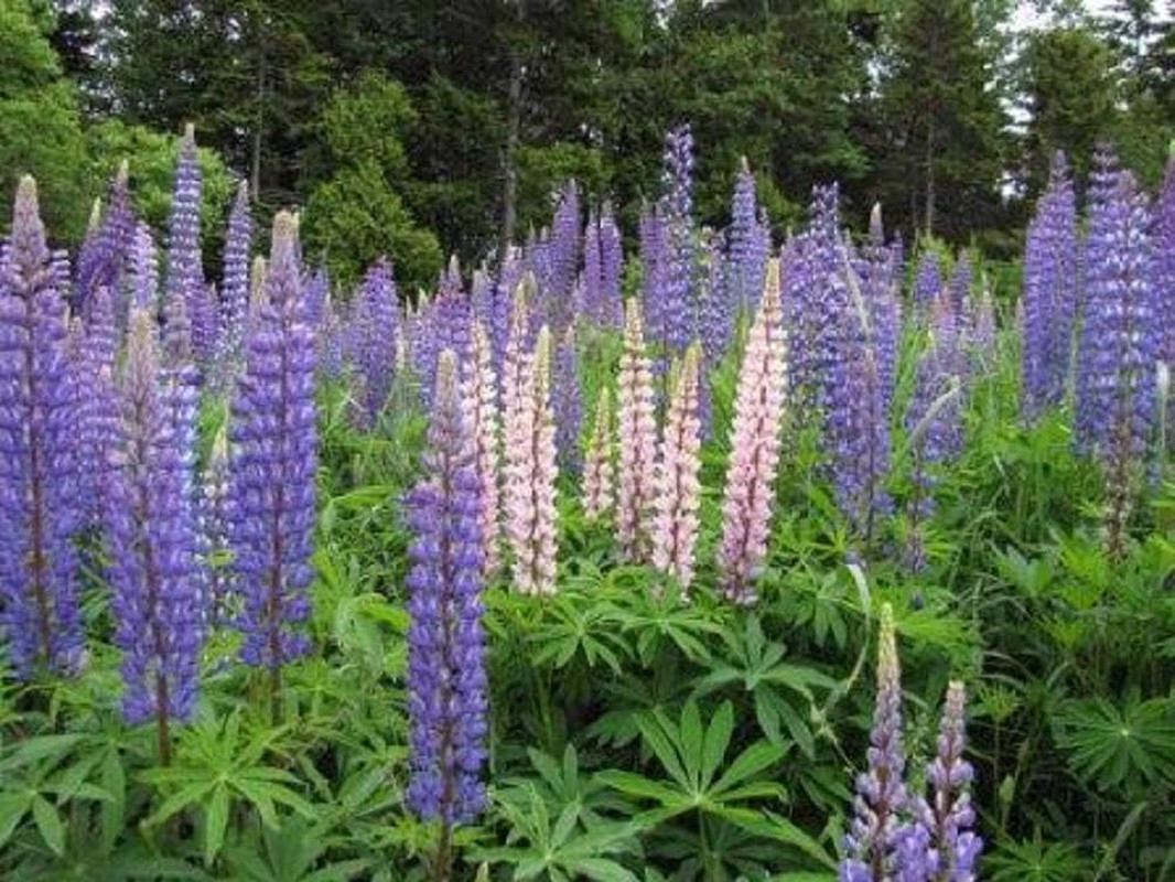 Perennial Lupine Flower Seeds – Lupinus Perennis, Pack of 1,000 Seeds by