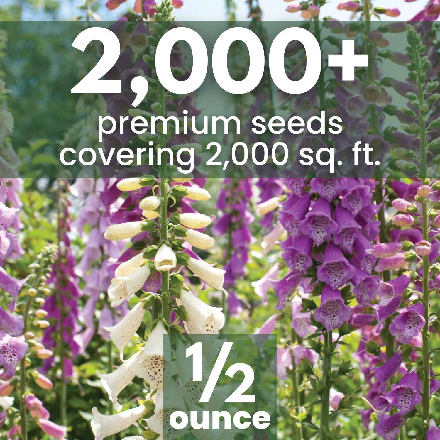 Mixed Color Foxglove Seeds 2,000 Count for 2026 Planting 1/2 Ounce Pouch