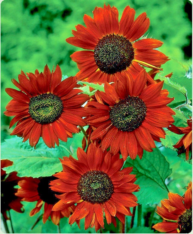 50+VELVET QUEEN SUNFLOWER Seeds Native Wildflower Branching Summer Garden Easy