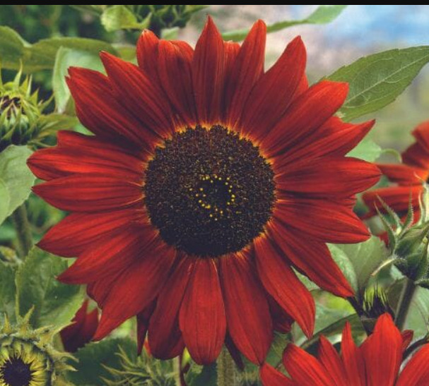 Sunflower MIDNIGHT ROUGE Red Bees, Butterflies, Pollinators Non-GMO 100 Seeds