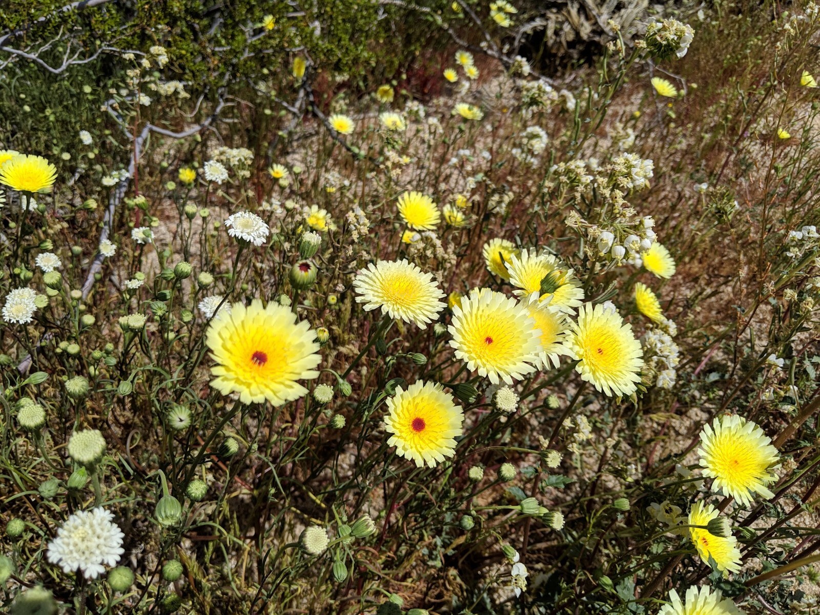 Desert Dandelion Seeds (Malacothrix glabrata) -30 seeds-