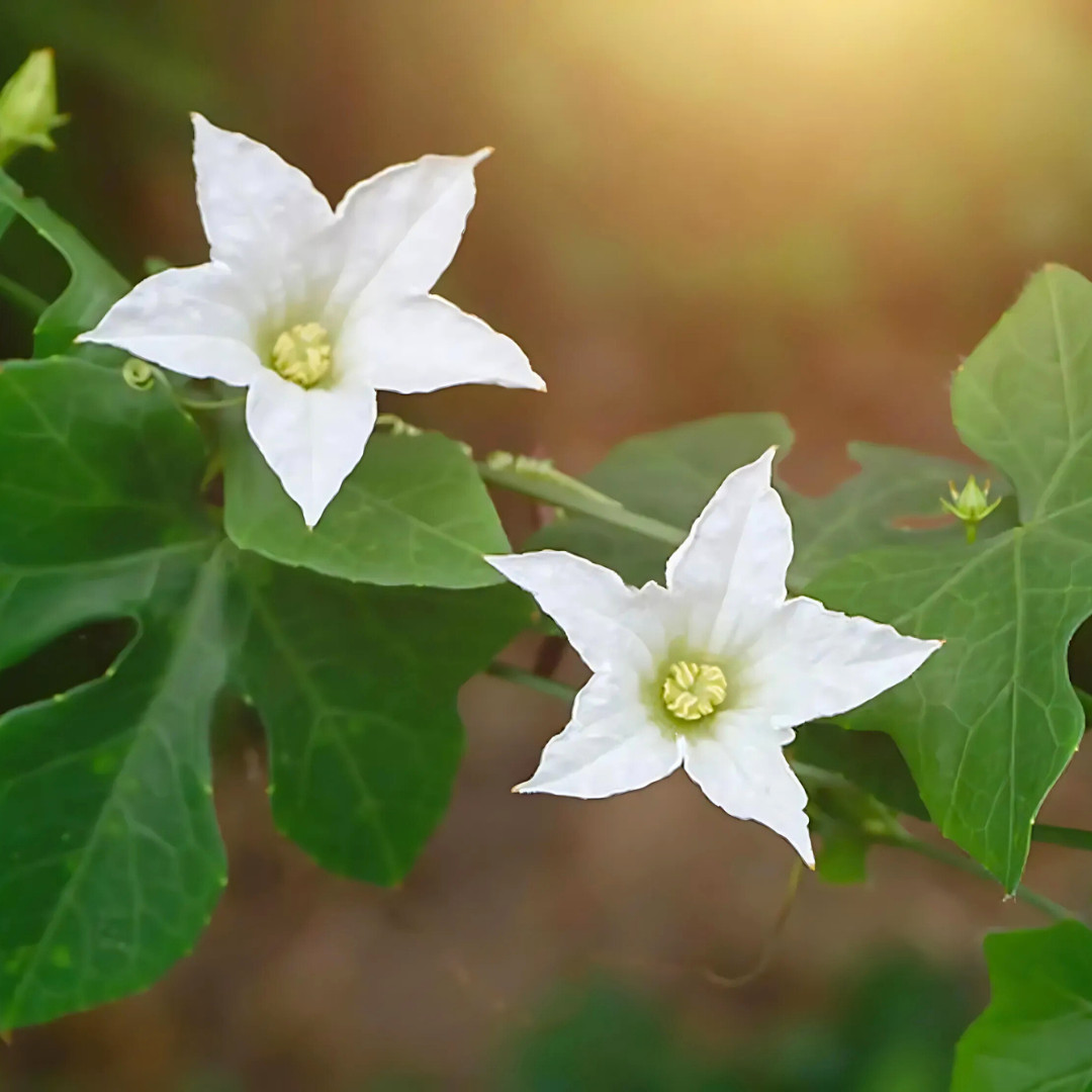 Fresh Ivy Gourd 10 Seeds | Pak Tum Lung | Heirloom Non-GMO | Asian Vegetable