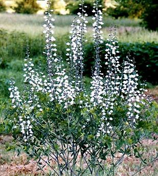 Baptisia alba 100 seeds