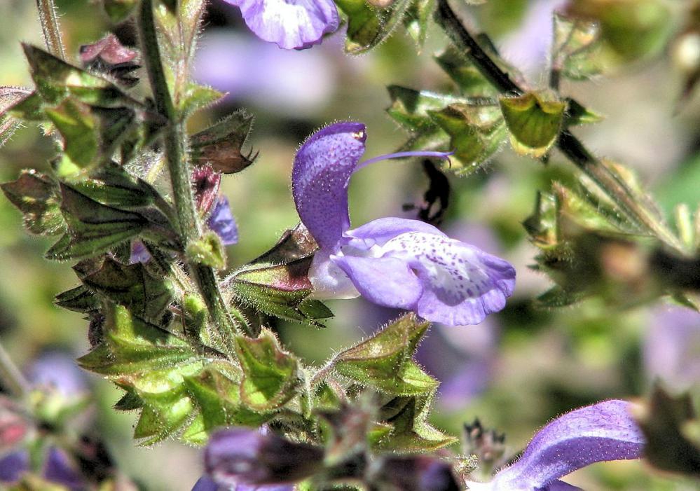 Salvia forsskaolii or Indigo Woodland Sage 10 seeds