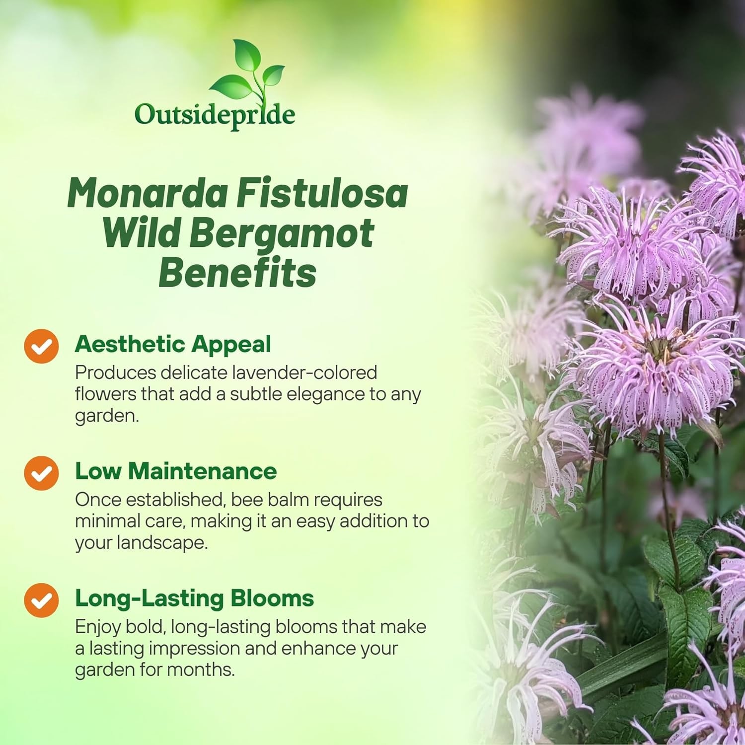 2000 Seeds Pink Monarda Seed For Planting – Fistulosa Bergamot Bee Balm