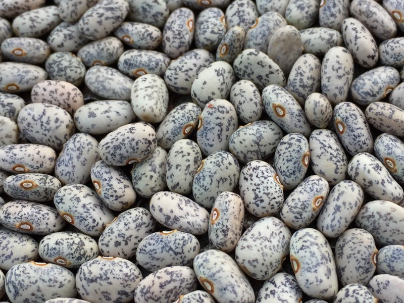 6 Rare Blue Speckled Tepary Bean Seeds