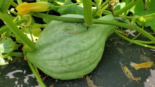 Blue Hubbard Winter Squash Seeds, USDA Organic, FREE SHIPPING