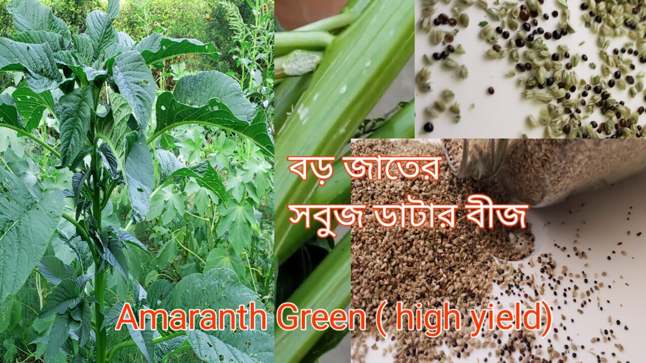 Green Amaranth (High Yield) – 5 gram: $6.99