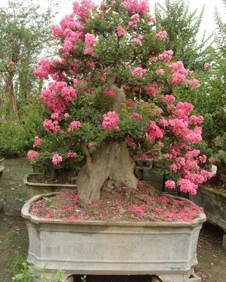 Crape Myrtle, Lagerstroemia indica, Tree Seeds