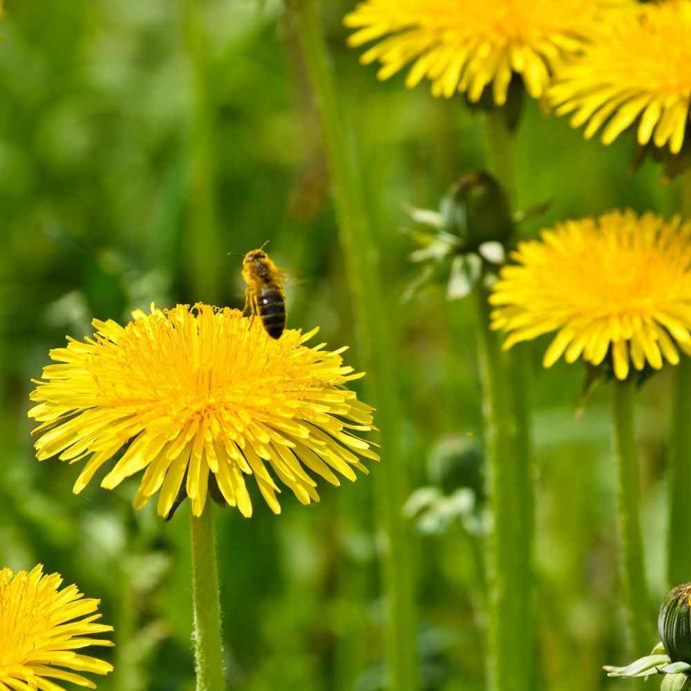 10000 Seeds Yellow Dandelion Seeds For Planting Outdoors | Drought Tolerant