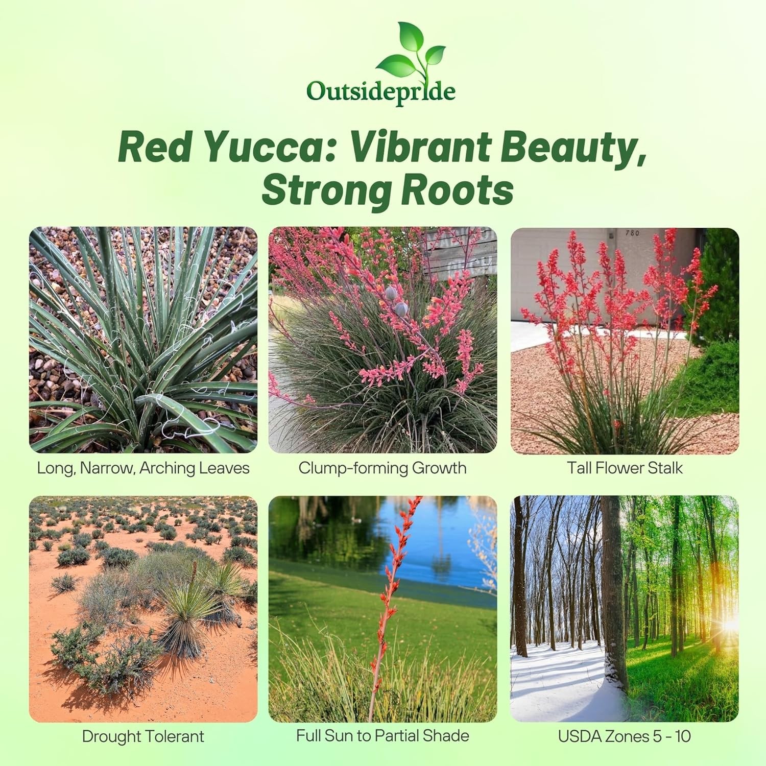 25 Seeds Drought Tolerant Hesperaloe Parviflora Red Yucca Garden Flower Plant