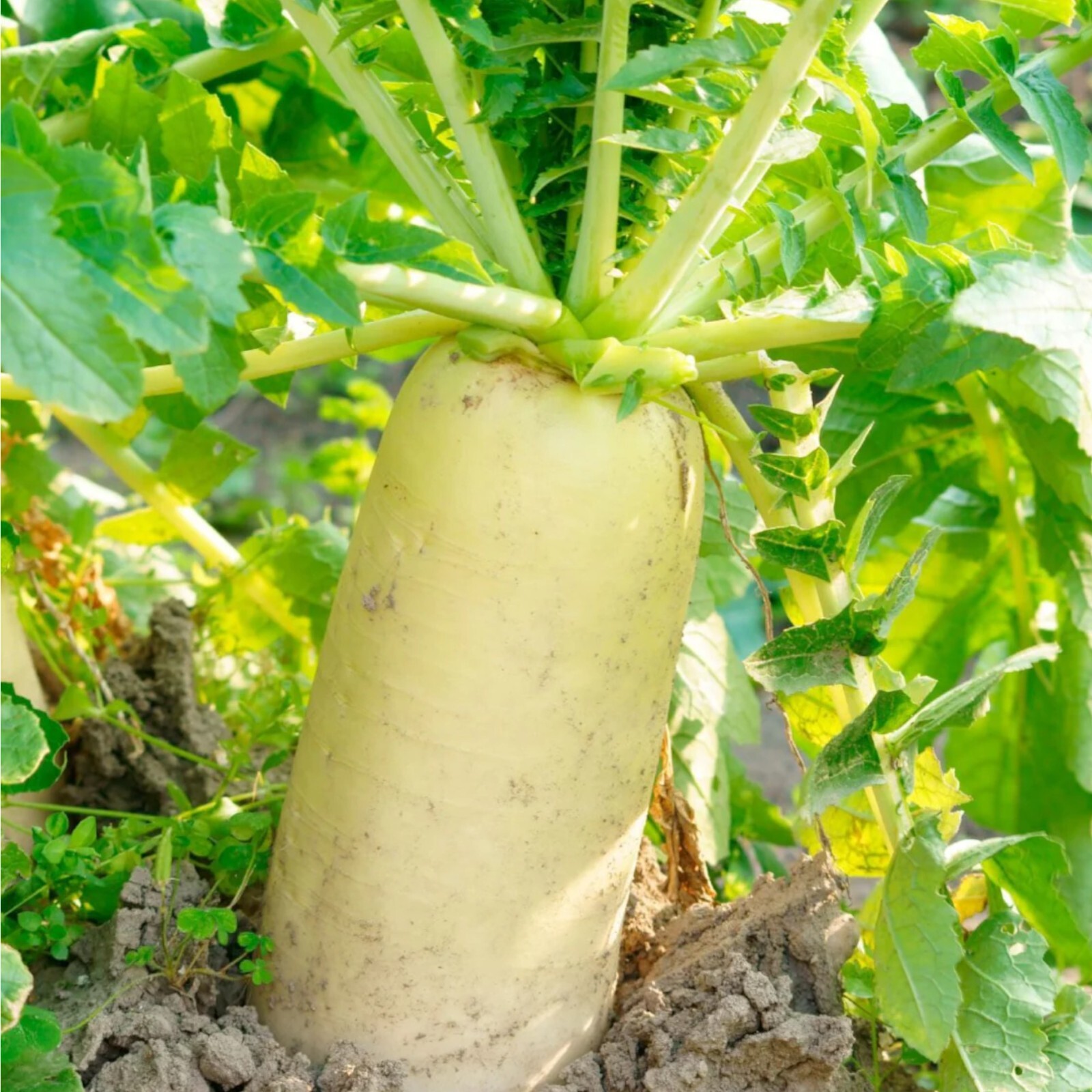 White Icicle Radish Seeds – 400 Seeds – Non-GMO Heirloom Variety for Crisp Roots