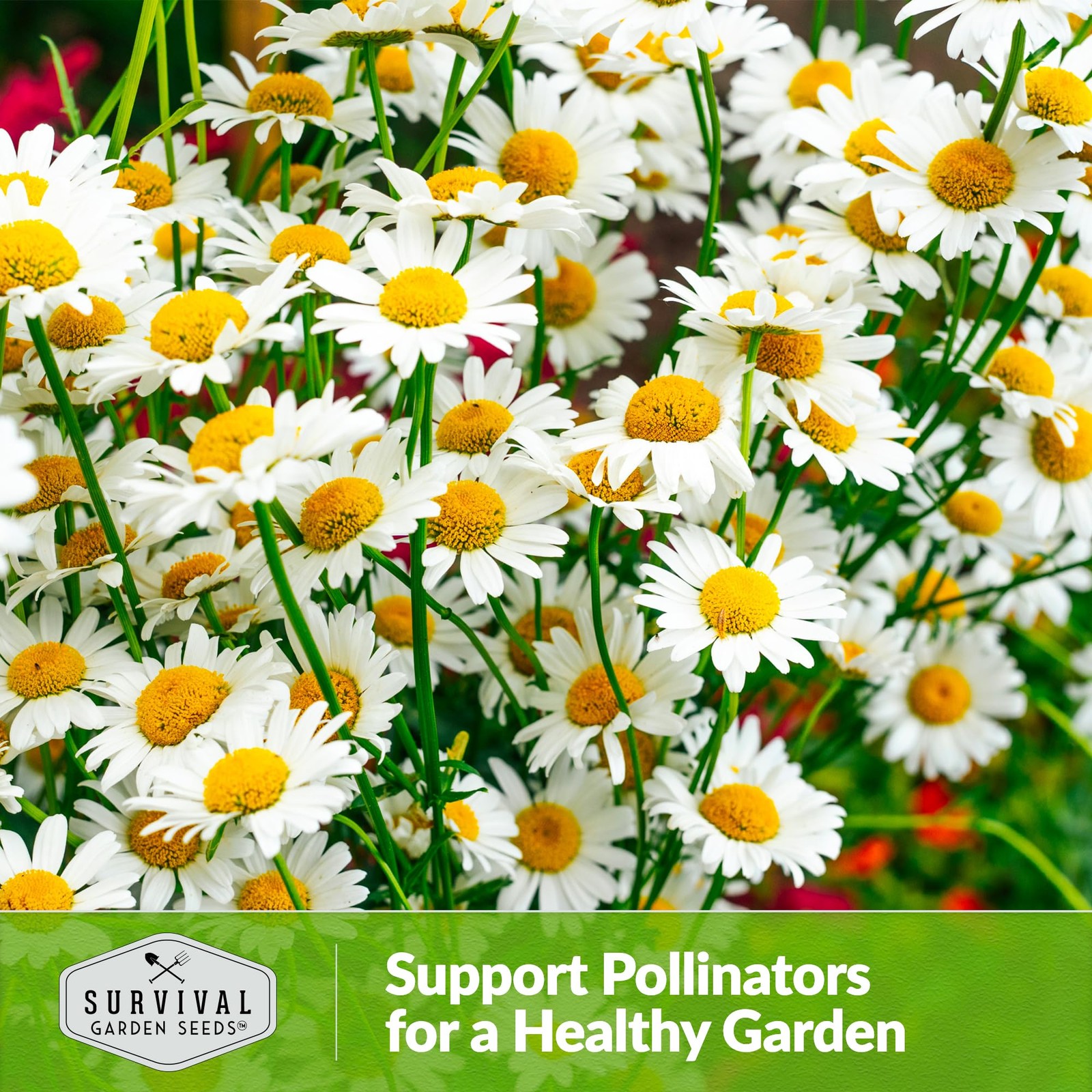 German Chamomile Seeds for Planting – Heirloom Tea Herb & Edible Flower – Non…