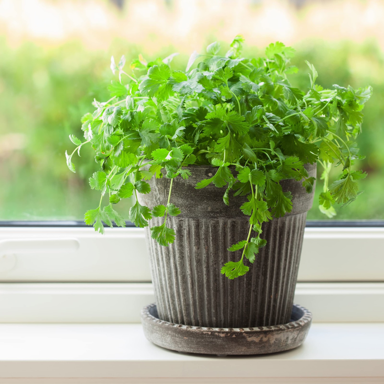 Heirloom Organic Cilantro Seeds Slow Bolt Certified Non GMO Open Pollinated 200