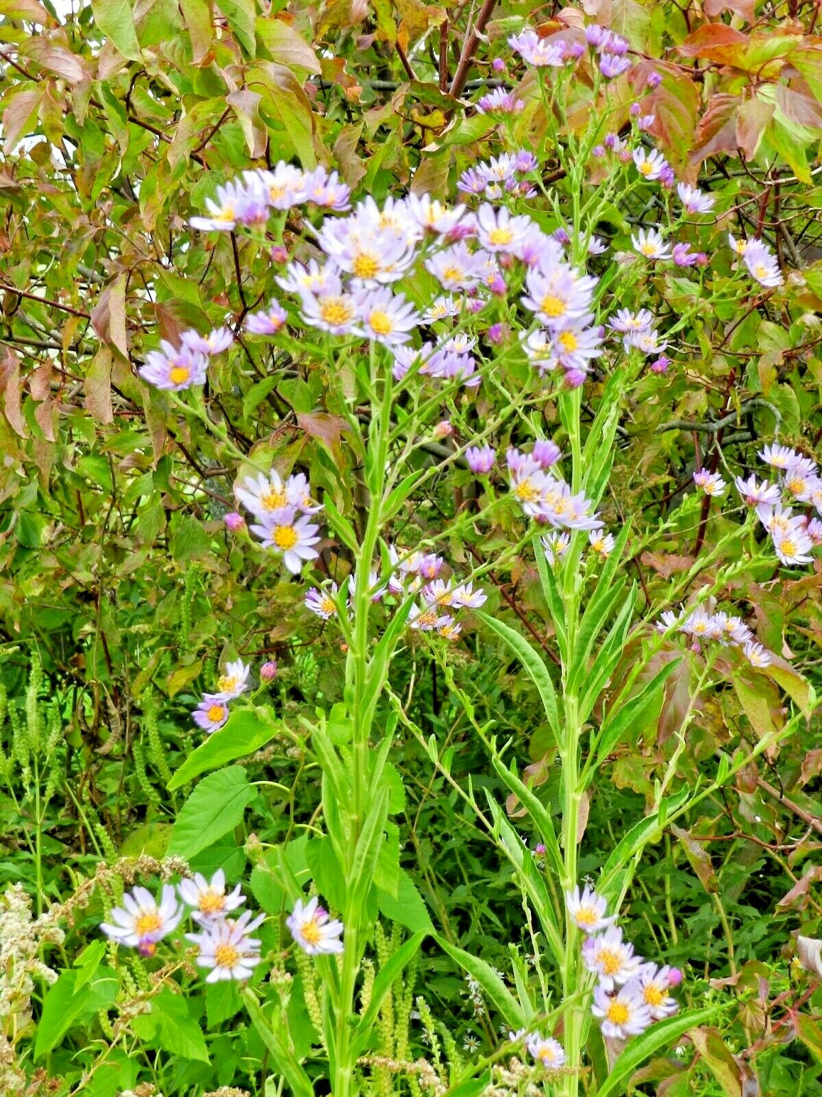 100+PRAIRIE ASTER Seeds Perennial Native Wildflower Summer Fall Garden Container