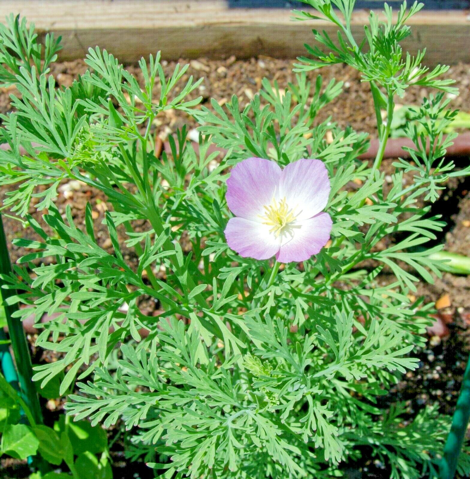 501+Purple Gleam CALIFORNIA POPPY Flower Seeds Native Wildflower Garden Easy