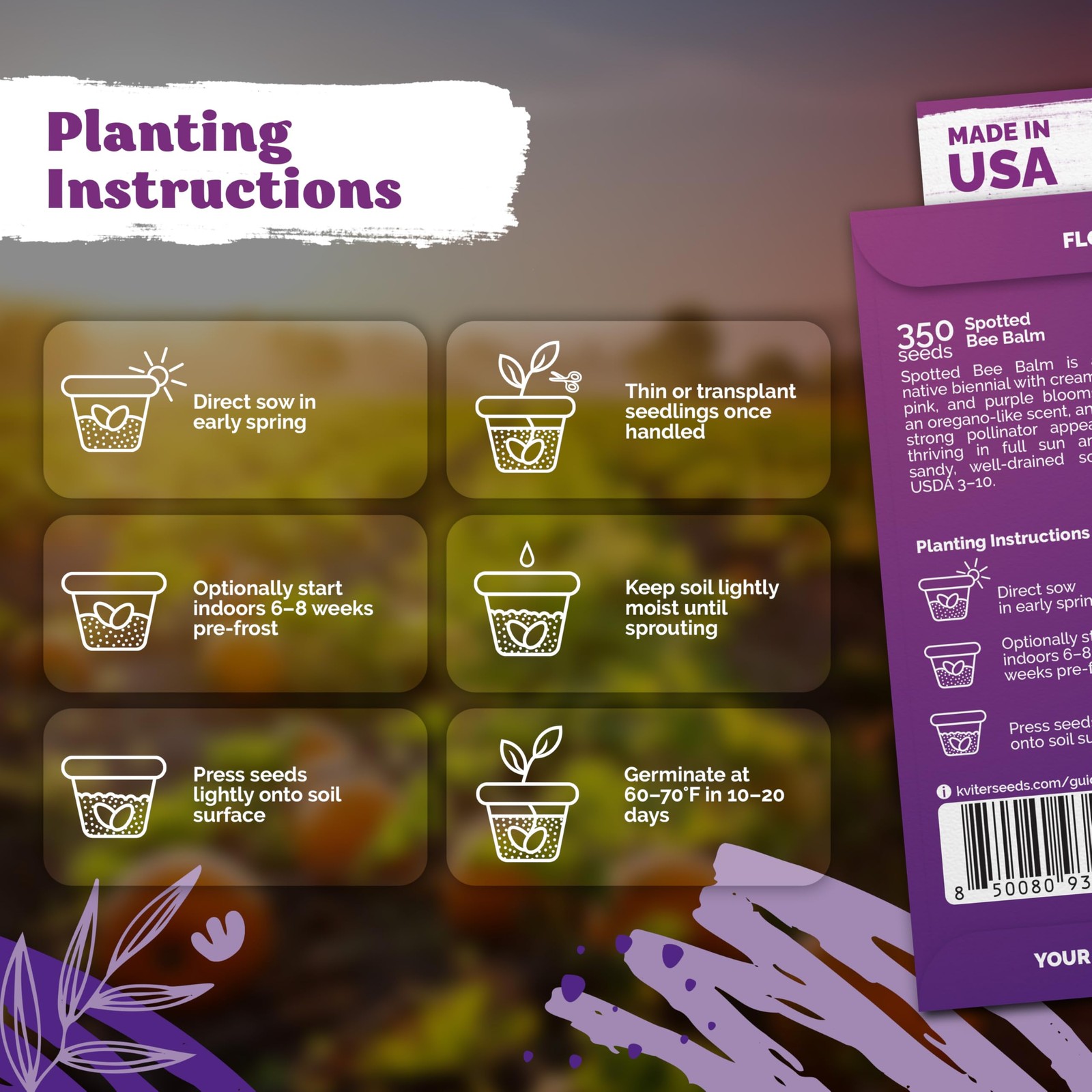 KVITER 350 Spotted Bee Balm Seeds (Monarda Punctata)