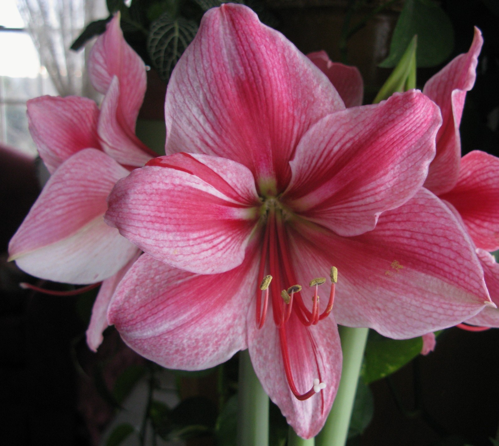 Cherry Blossom Song Flowering Amaryllis Spectacular Flower Bulb, Check our Store