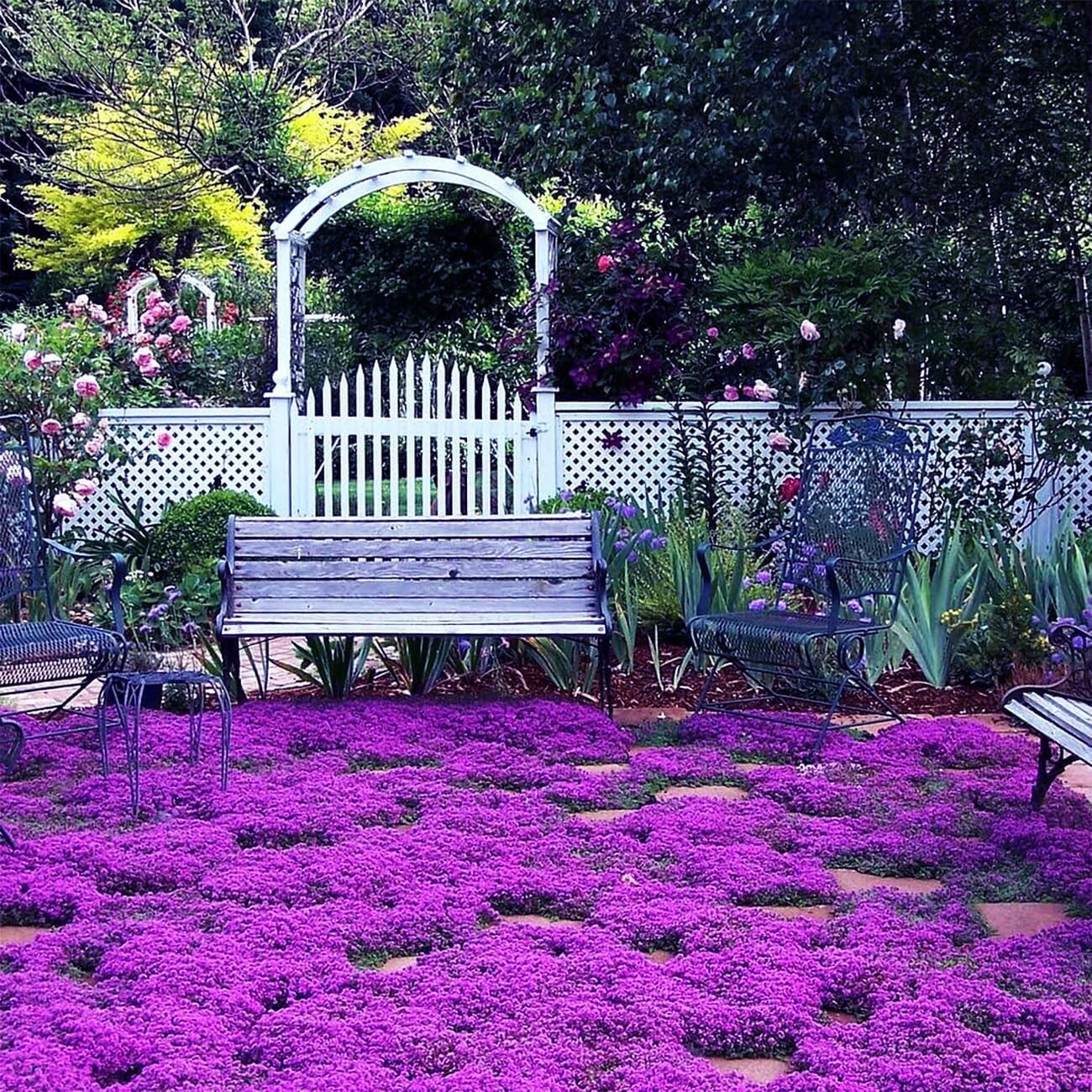 20000+ Magic Purple Creeping Thyme Seeds for Planting Ground Cover Plants Heir..