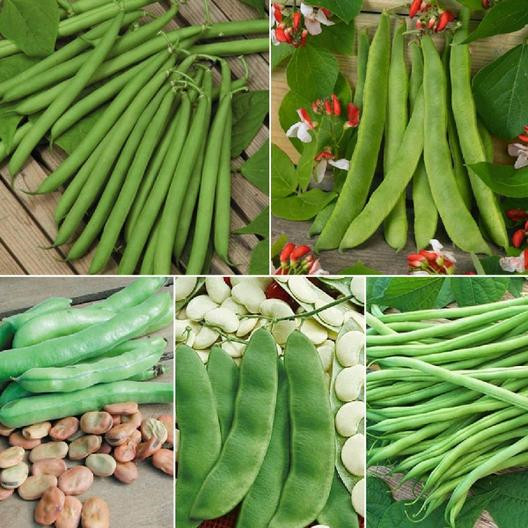 HEIRLOOM GREEN BEAN garden 250+ seeds 10 Varieties NON-GMO PURE PROTEIN