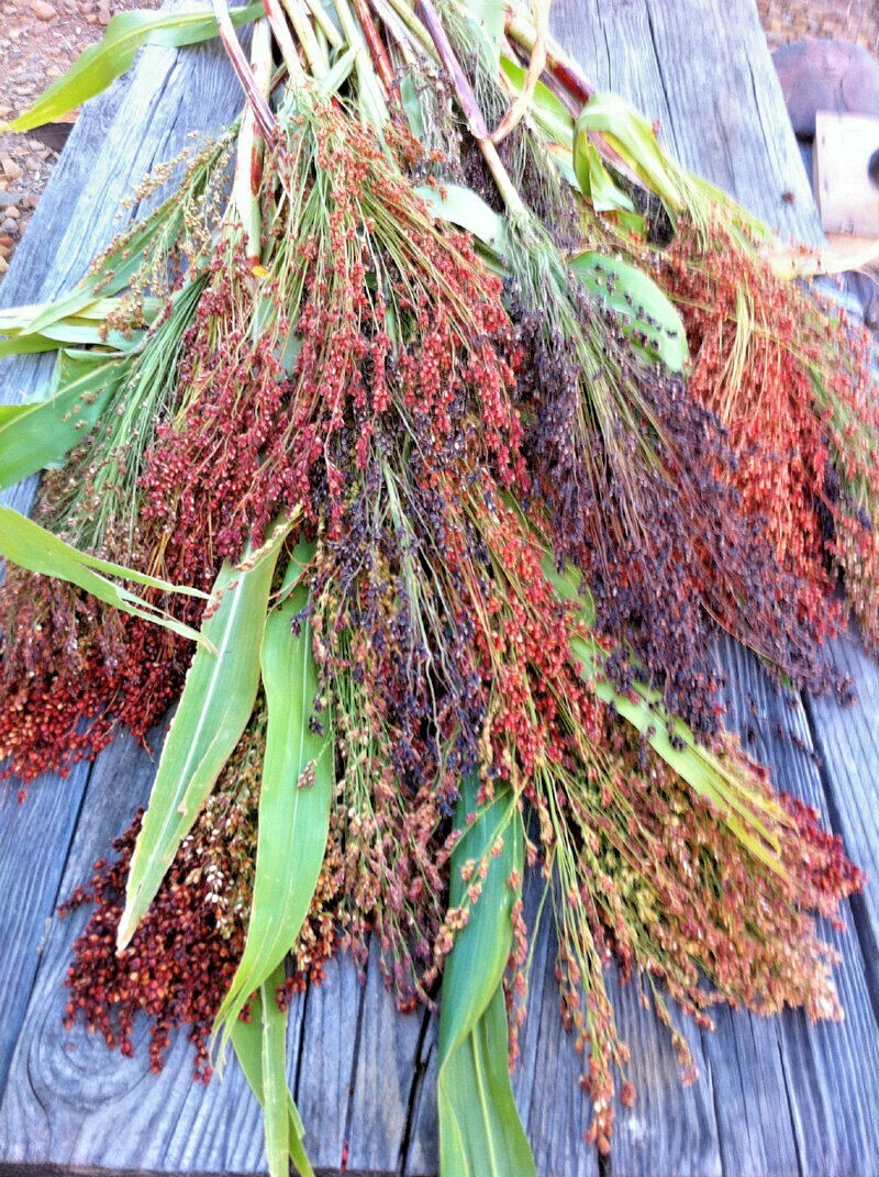 100+BROOM CORN Seeds Heirloom Sorghum Vegetable Grain Multi Color Crafts Easy