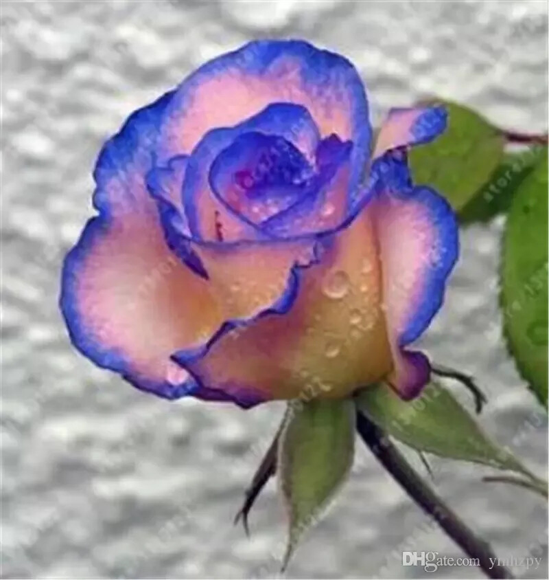 25pc ROSE SEEDS Garden Plant Flower Nursery rare exotic USA seller FREE shipping
