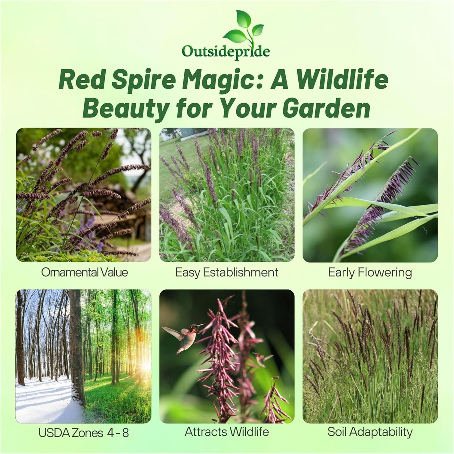 1000 Seeds Melic Seed – Melica Altissima Red Spire Ornamental Grass Seed
