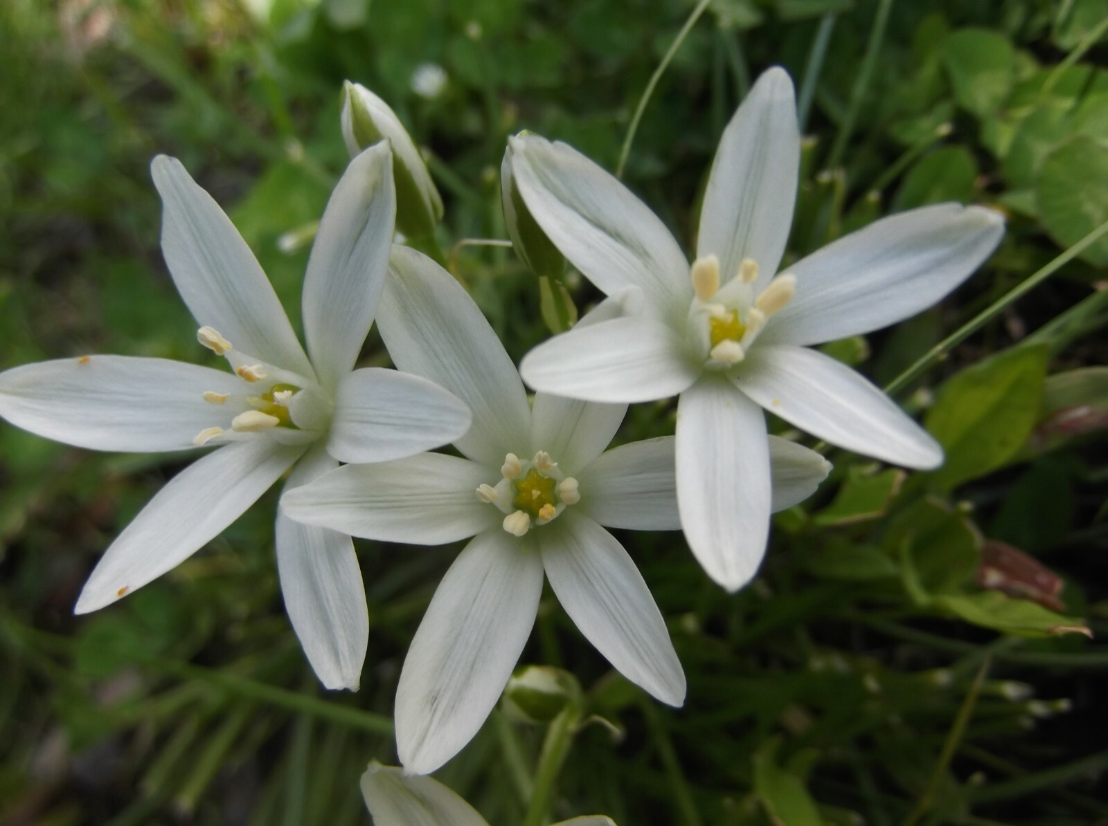 25 Bulbs Late Spring Green White Star of Bethlehem Flowers Perennial Plants